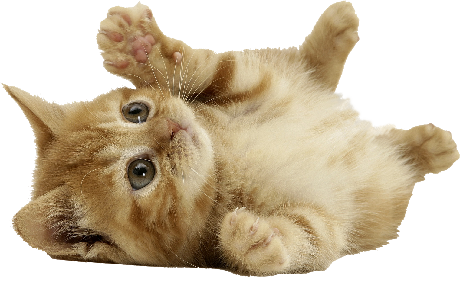 a kitty