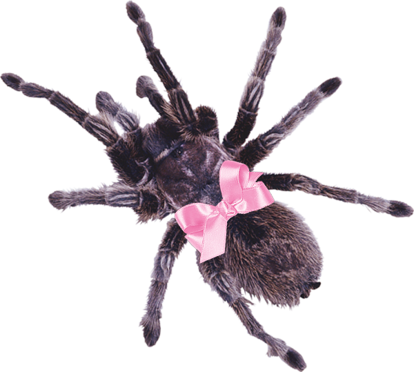 a cute spider
